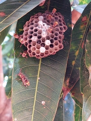 Polistes badius