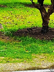 Pterorhinus perspicillatus