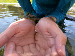 Hippocampus capensis