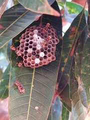 Polistes badius