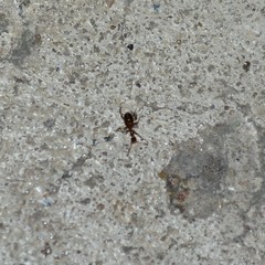 Acanthinus argentinus