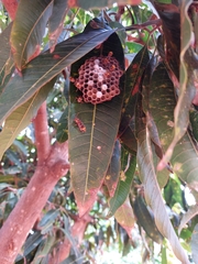 Polistes badius