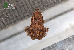 Phaecasiophora caryosema