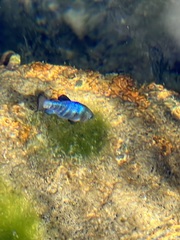 Cyprinodon nevadensis