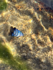 Cyprinodon nevadensis