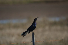 Quiscalus major