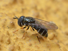 Paragus
