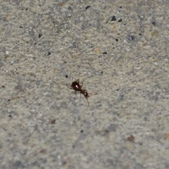 Acanthinus argentinus