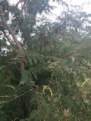 Tamarindus indica