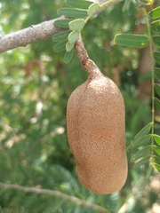 Tamarindus indica