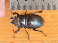 Lucanus cervus turcicus