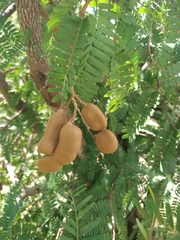 Tamarindus indica