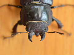 Lucanus cervus turcicus