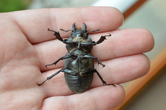 Lucanus cervus turcicus