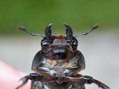 Lucanus cervus turcicus