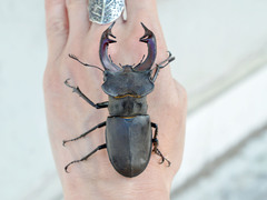 Lucanus cervus turcicus