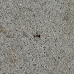 Acanthinus argentinus