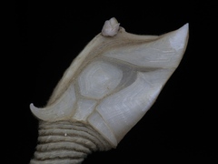 Scalpellum