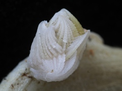 Rostratoverruca koehleri