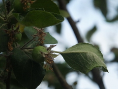 Podosphaera leucotricha