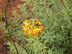 Lasiosiphon capitatus