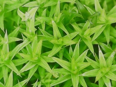 Pseudocrossidium hornschuchianum