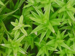 Pseudocrossidium hornschuchianum