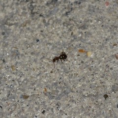 Acanthinus argentinus