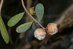 Dasineura tomentosa