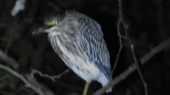 Nycticorax nycticorax