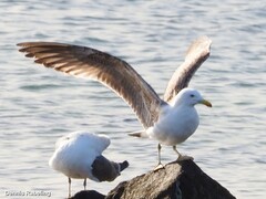 Larus