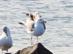 Larus