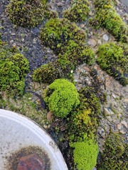 Pseudocrossidium hornschuchianum