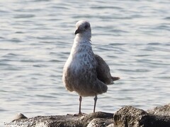Larus