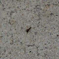 Acanthinus argentinus