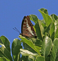 Charaxes brutus