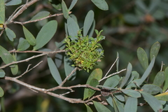 Phytoplasma