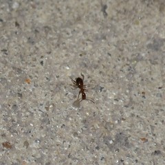 Acanthinus argentinus