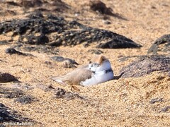 Charadrius alexandrinus