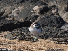 Charadrius hiaticula