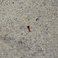 Acanthinus argentinus