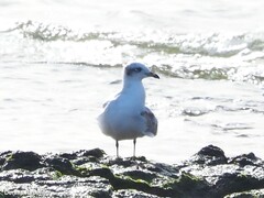 Ichthyaetus melanocephalus