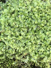 Lophocolea bidentata