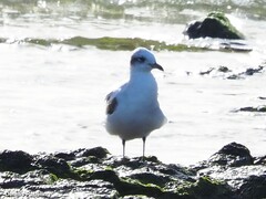 Ichthyaetus melanocephalus