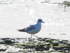 Ichthyaetus melanocephalus