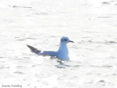 Ichthyaetus melanocephalus