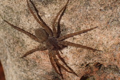 Pardosa lapidicina