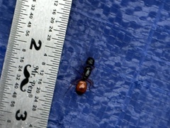 Camponotus sansabeanus