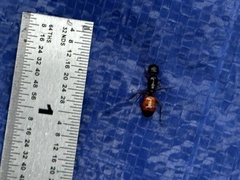 Camponotus sansabeanus