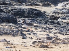 Charadrius hiaticula